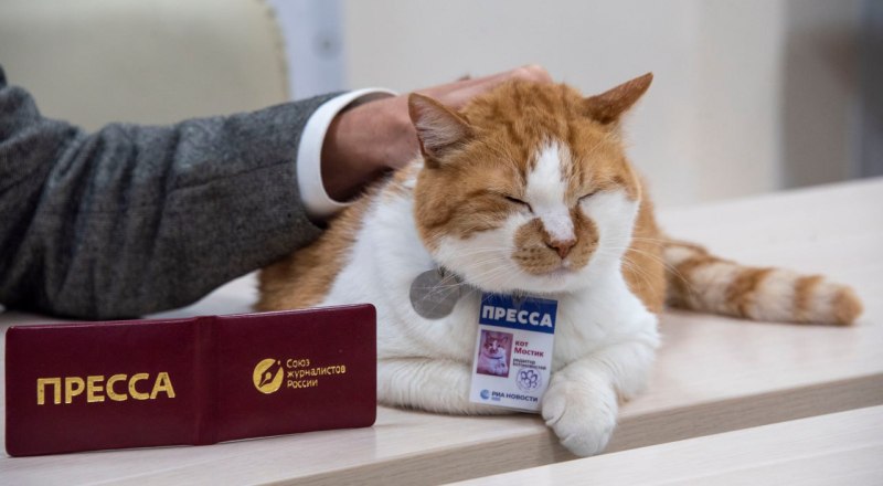 Кот Мостик стал членом Союза журналистов России. Фото со страницы кота Мостика в соцсети.
