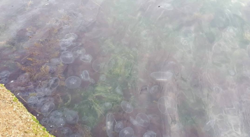 Такой кисель из медуз встречается третий год подряд в Крыму.