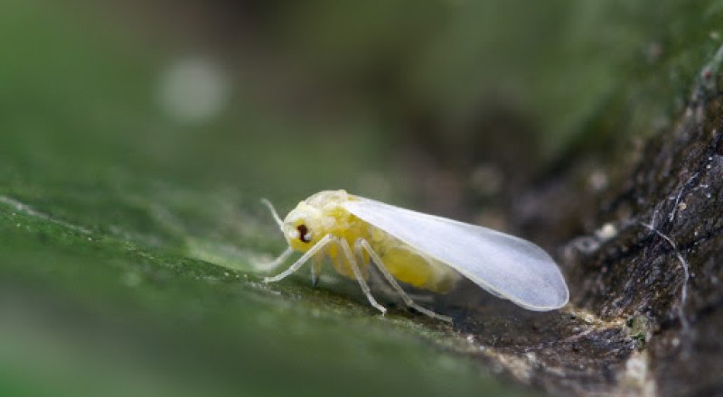 Безобидная на вид хрупкая бабочка-белокрылка способна загубить целый огород.