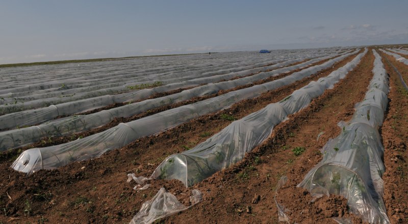 Урожай в этом году должен быть хорошим, несмотря на все нюансы.