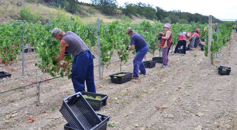 Молодые виноградники, высаженные в Крыму после 2015 года, уже дают первые урожаи.