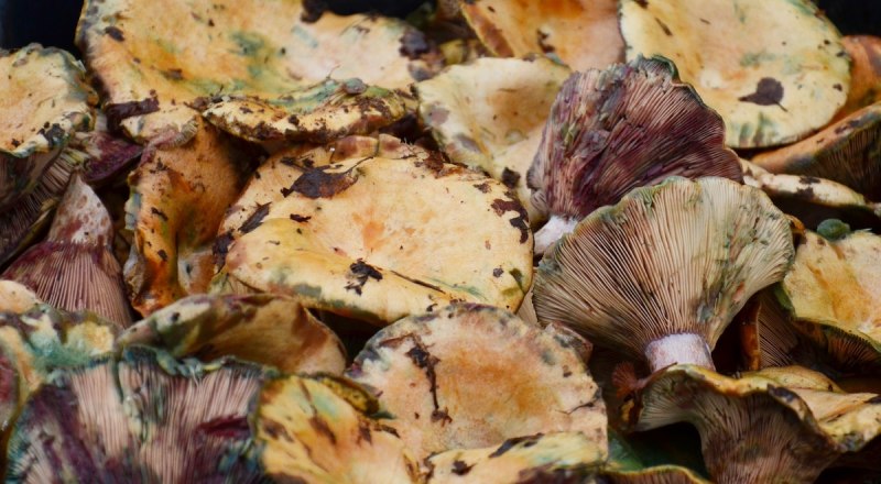 В лесу нужно думать головой и анализировать каждое своё действие. Фото Александра Кадникова.