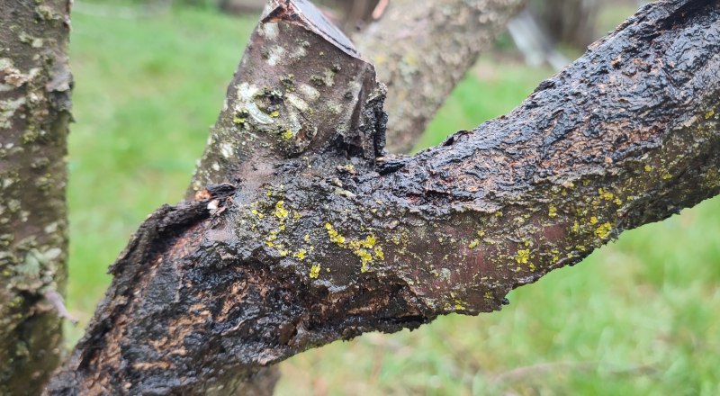 Лишайник - миролюбивый сосед.