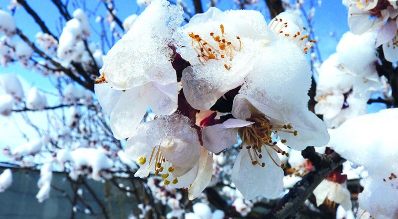 Снег, выпавший в нескольких регионах Крыма, частично повредил абрикосовый цвет.