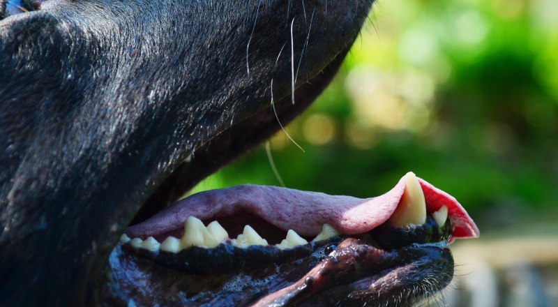 Волкособы или волки? Далеко не всегда можно угадать.