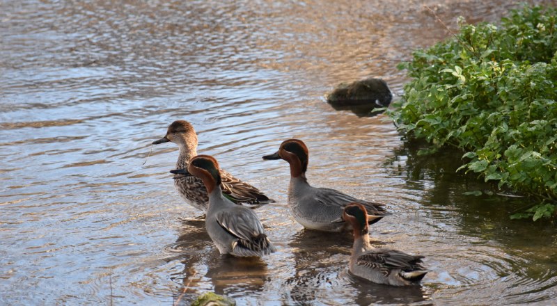 Необычное семейство. Фото Сергея КОМАРОВА.