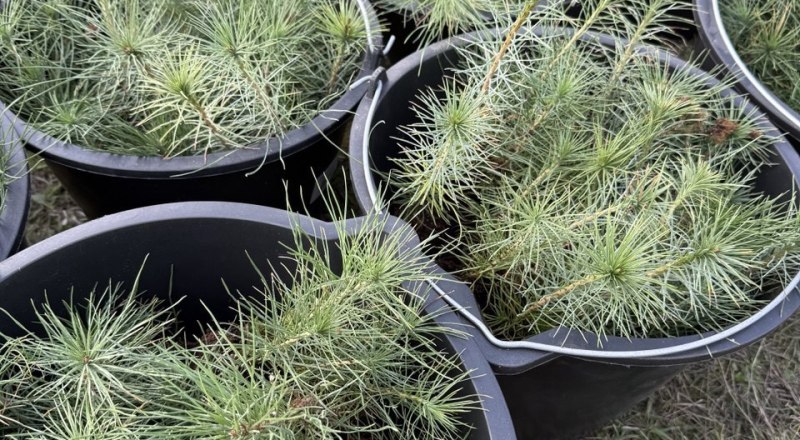 Фото из телеграм-канала зампредседателя Совета министров РК Михаила Назарова.