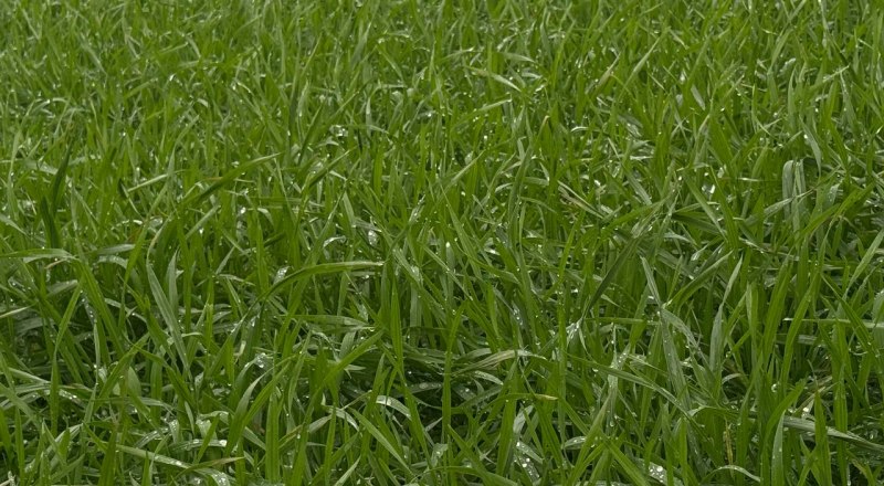 Фото пресс-службы Минсельхоза РК.