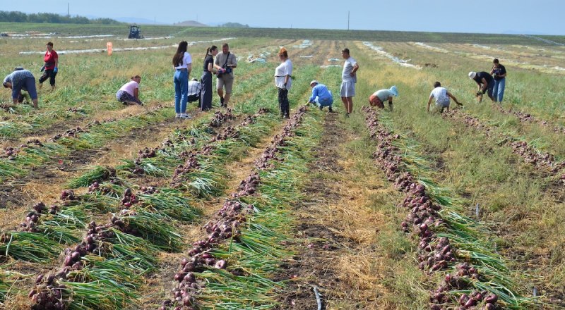 Несмотря на жару и другие проблемы, полуострову хватает своей продукции.