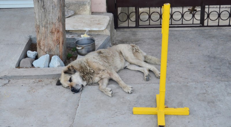 В Крыму нужно наказывать живодёров, которые издеваются над животными.