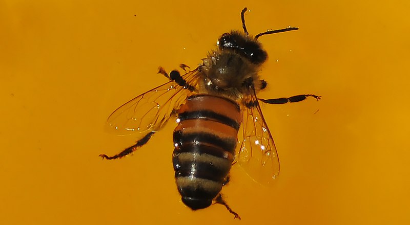 У пчёл тоже есть породы. Одними из самых востребованных являются испанские и карпатские.