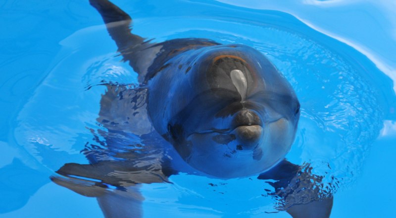 В связи с потеплением Чёрного моря может исчезнуть кормовая база рыб, из-за чего без пищи останутся дельфины.