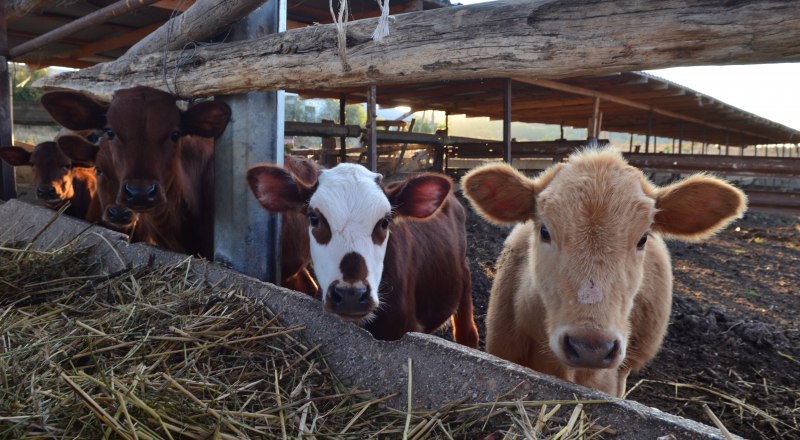 Государство готово компенсировать крымским аграриям до 80% расходов на покупку молодняка крупного рогатого скота. 
