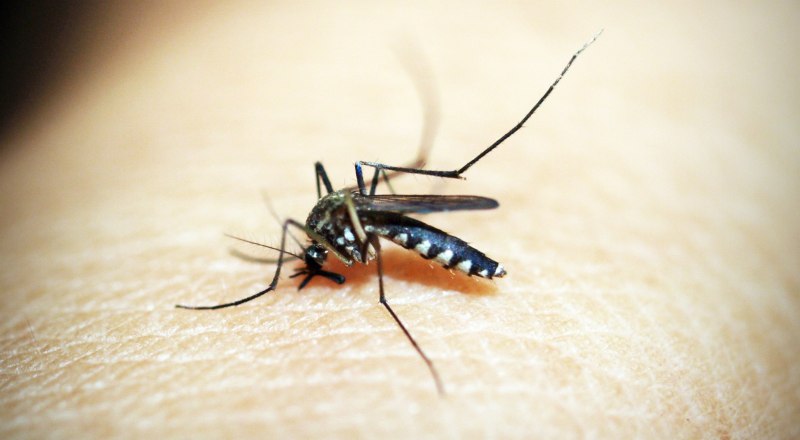 Комары досаждают писком и укусами, а также являются переносчиками инфекций. 