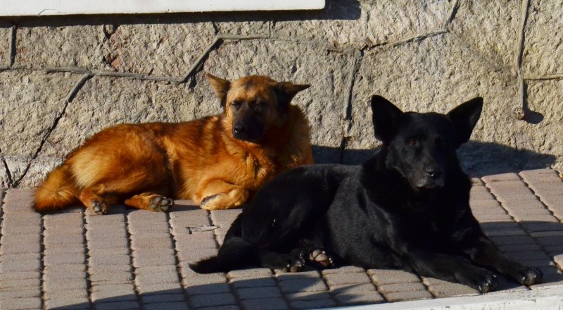 Программа ОСВВ действует в Крыму с 2017 года.