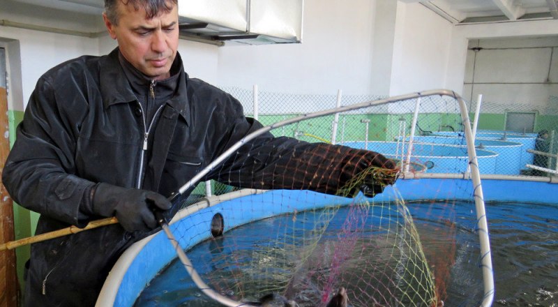 Субсидирование рыбоводческой отрасли в Крыму позволило ей выжить даже в условиях водного дефицита.