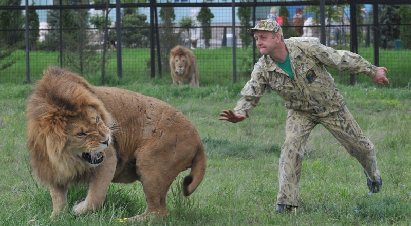 Олег Зубков бесстрашно заходил ко львам в вольер.