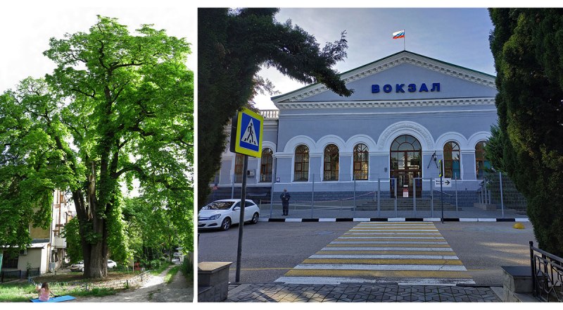 1. Единственный в мире пятиствольный каштан спилили. 2. Кому мешает вокзал? Фото manuelamobil / fotoload.ru и с сайта krm.guidebook.ru