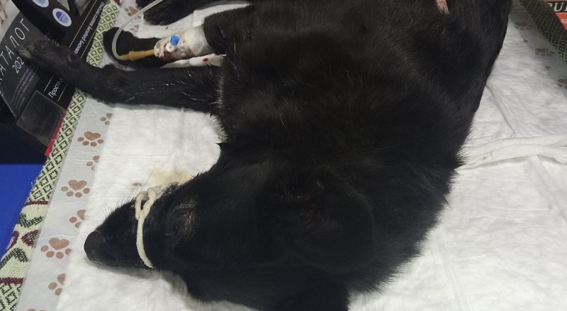 Собаку в Феодосии удалось спасти после отравления. 
