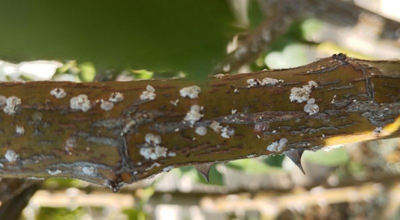 Щитовки могут очень плотно облеплять ствол растения. Фото из открытого источника.