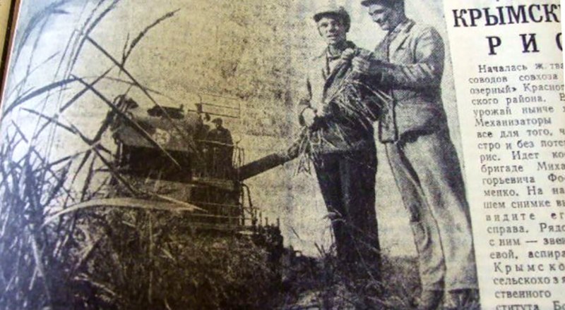 57 лет назад наша газета рассказала, как проходит первая рисовая косовица в «Пятиозёрном» Красноперекопского района.