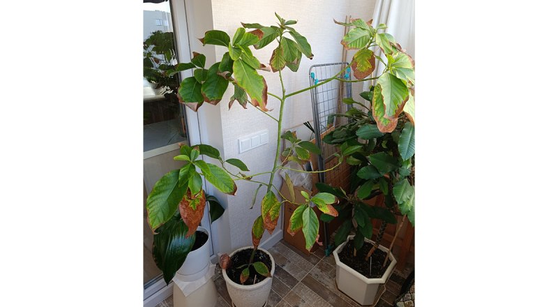 Выращивание авокадо - настоящий вызов экспериментаторам. 