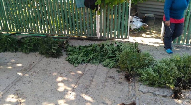 Садоводов, любителей марихуаны в Крыму арестовывают регулярно. Их не пугает даже тюремный срок.