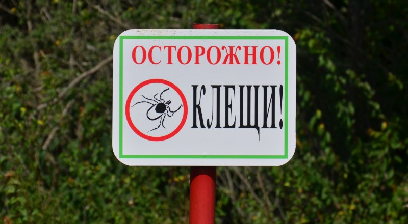 Клещи уже готовы поздороваться с людьми в лесах. 