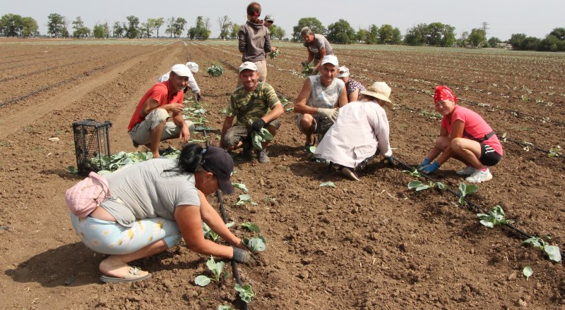 Если пересмотреть подход, нас могут ждать отличные урожаи культур, восприимчивых к засухе.