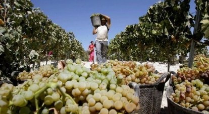 Захарьин: «Необходимо восстанавливать и развивать местные сорта винограда».
