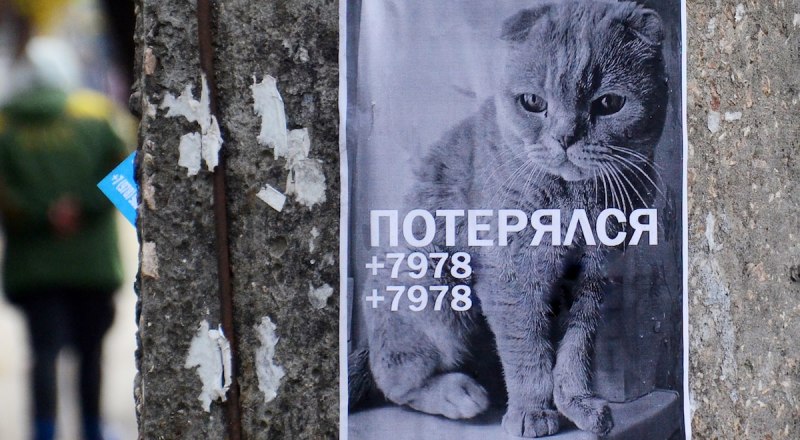 Будьте внимательны к своим питомцам! 