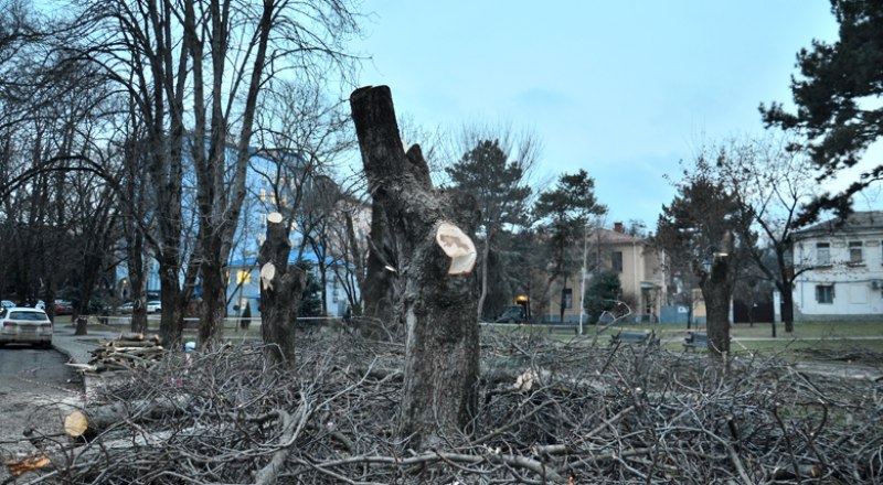 В конце прошлого года под снос пошли почти все деревья в сквере Высоцкого.