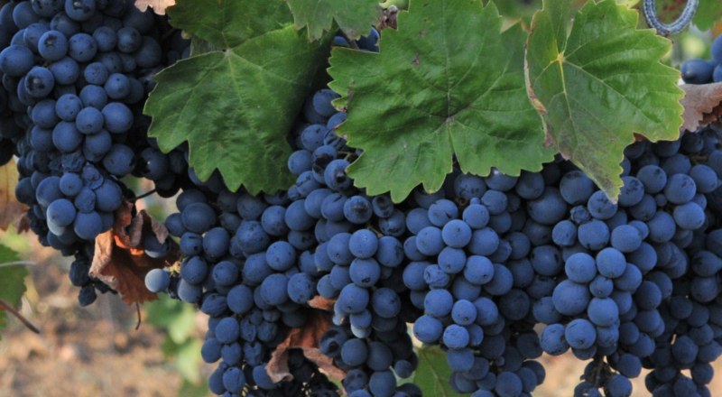 Цены на виноград в прошлом году выросли на 48,18%.
