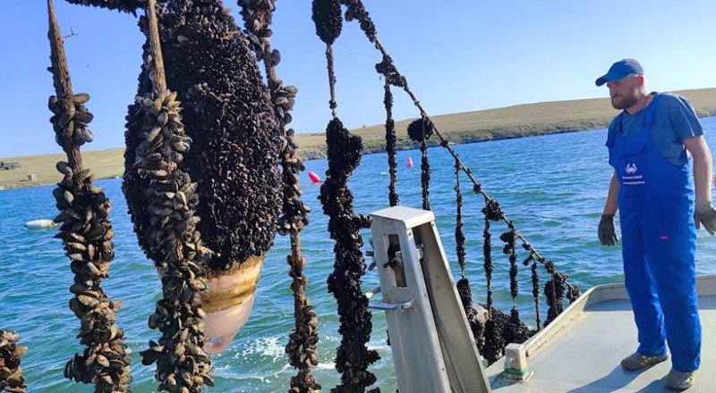 Аквакультура становится перспективной отраслью экономики Крыма. 