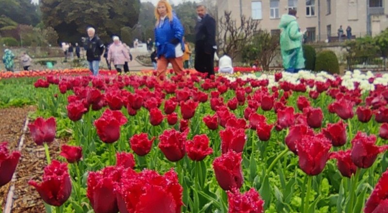 Посетители выберут «генерала парада» - самый красивый цветок, который будет символом Никитского сада весь год. 