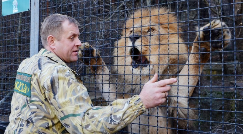 Директор «Тайгана» не первый раз рисковал, общаясь с хищниками.