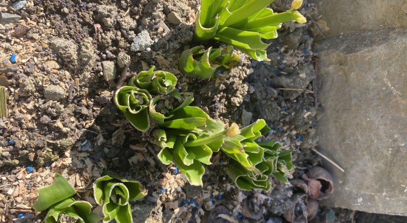 Слизни - тихие, но настойчивые вредители.