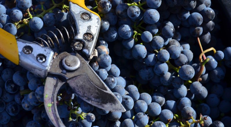 У винограда в Крыму отличные перспективы.