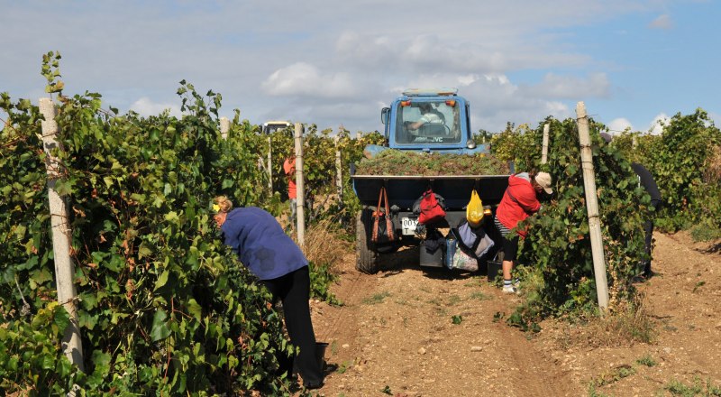 В Крыму теперь учитывают объём винограда, используемого для производства  винодельческой продукции.