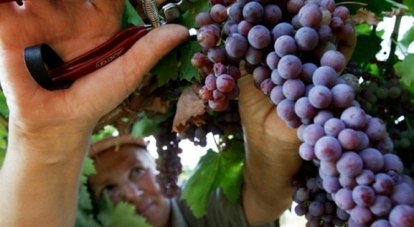 В этом году планируется собрать 6000 тонн столового винограда.