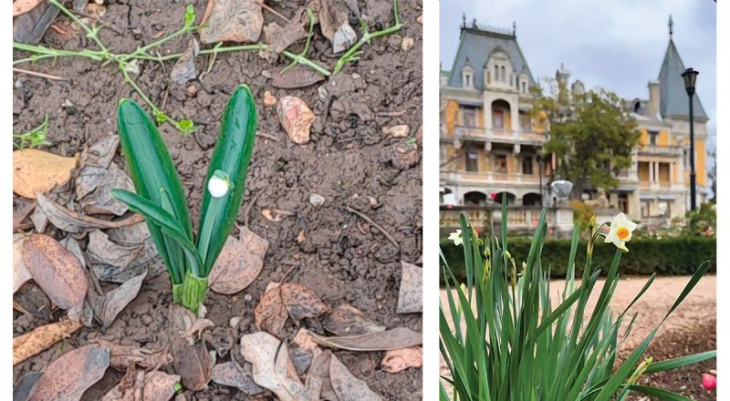 Цветение радует глаз, но пугает тех, кто понимает его последствия. Фото автора и скрин-шот видео с Телеграм-канала «Крымский Влог».