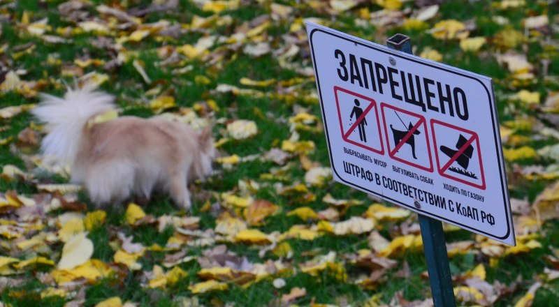Убирать за домашними питомцами - обязанность их владельцев.