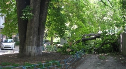 Уникальное дерево было посажено доктором Мильгаузеном в 1829 году.