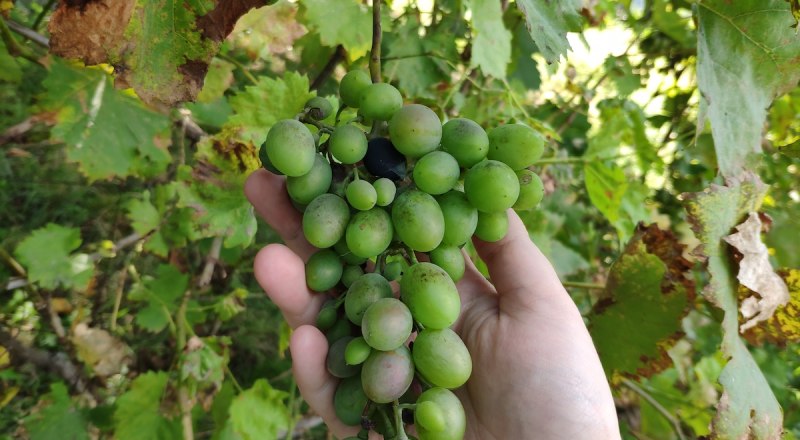 Виноград подвержен болезням, поэтому для хорошего урожая нужно позаботиться о правильном уходе за растениями. 