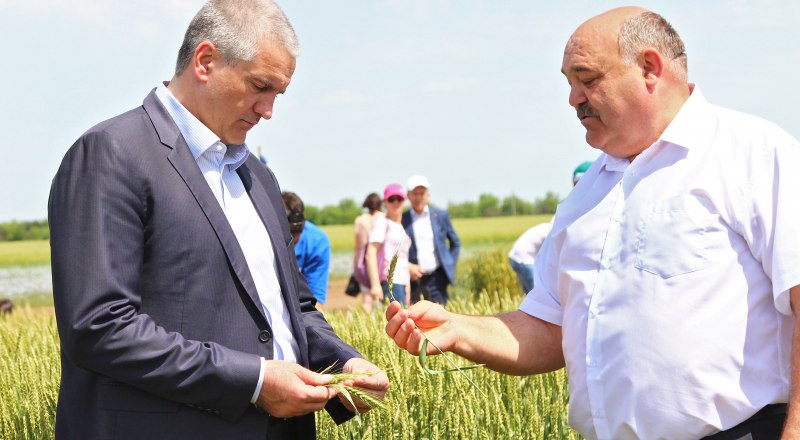 Новые сорта пшеницы, по словам Сергея Аксёнова, дадут до 60 центнеров с гектара.