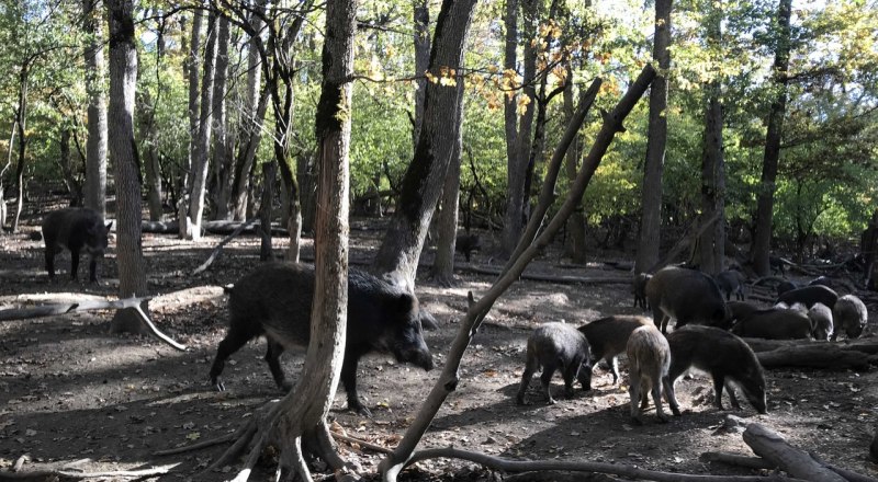 Животные в крымских лесах нуждаются в нашей постоянной защите.