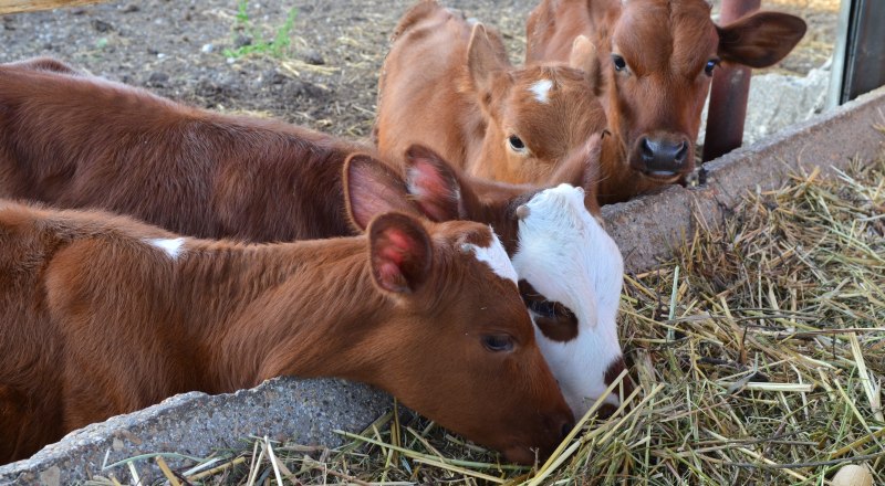 Ввозить коров, свиней и сельскохозяйственную птицу с территории Украины теперь запрещено. 