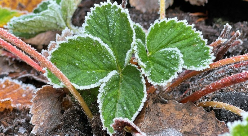 Фото из открытого источника 