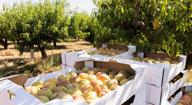 Фото пресс-службы главы РК.