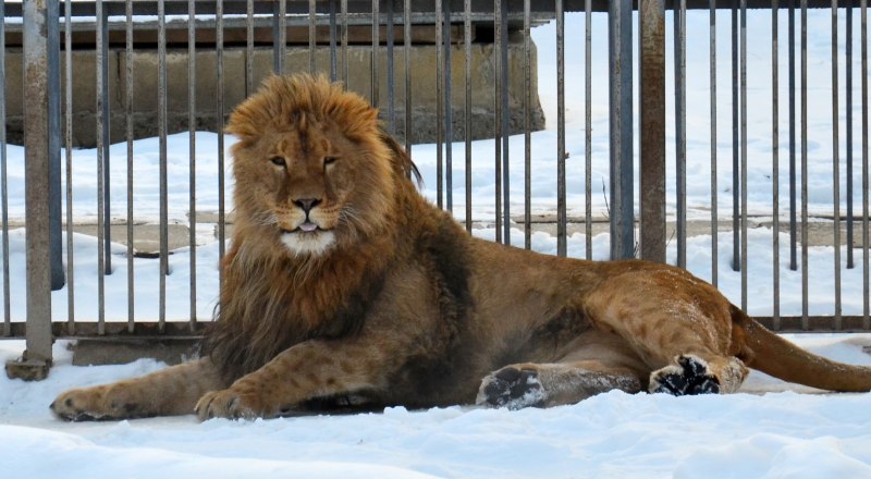 Лев Ромео поселился в зооуголке Симферополя три с половиной месяца назад.